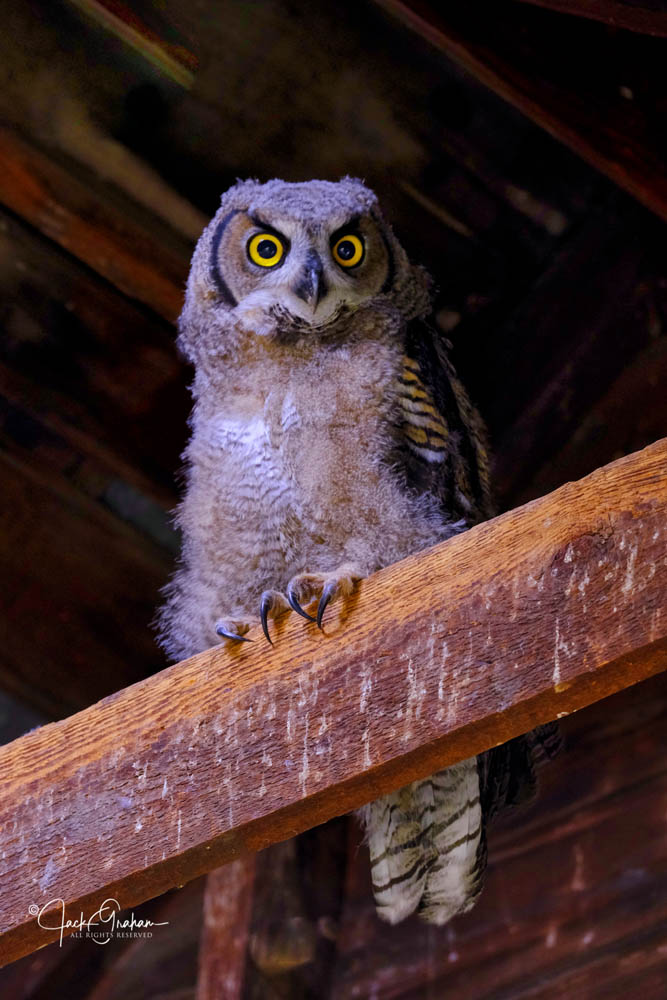 Palouse2019-barn-owl