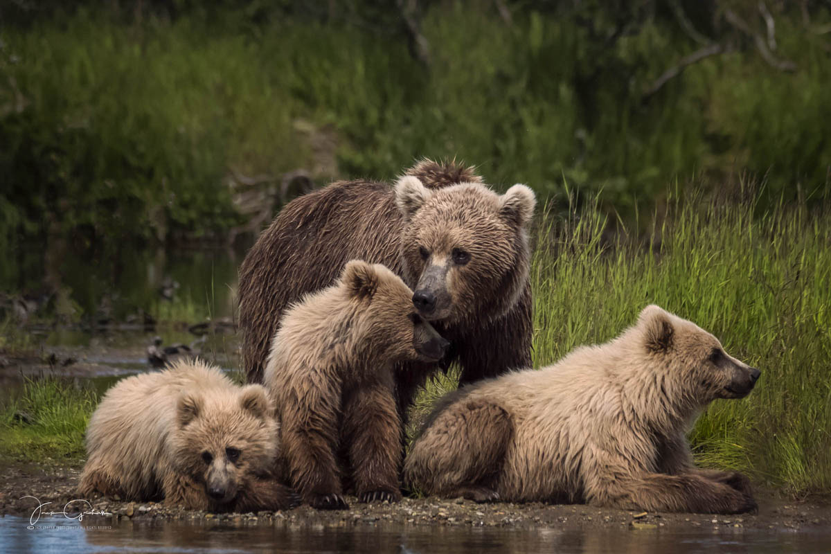 Download SOLD OUT!! Alaska: Landscape and Bears Photo Workshop ...