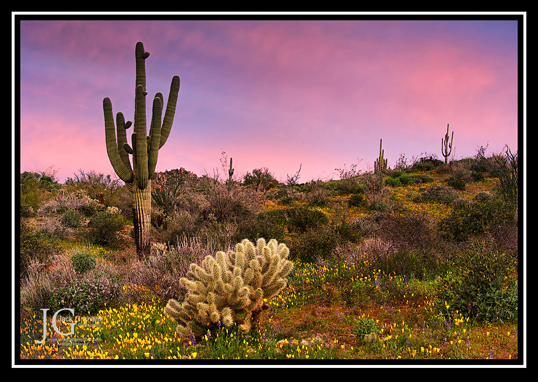 Spring in the Sonoran Desert Photo Workshop | Jack Graham Photography