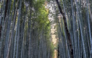 japan travel and nature photo adventure 2018
