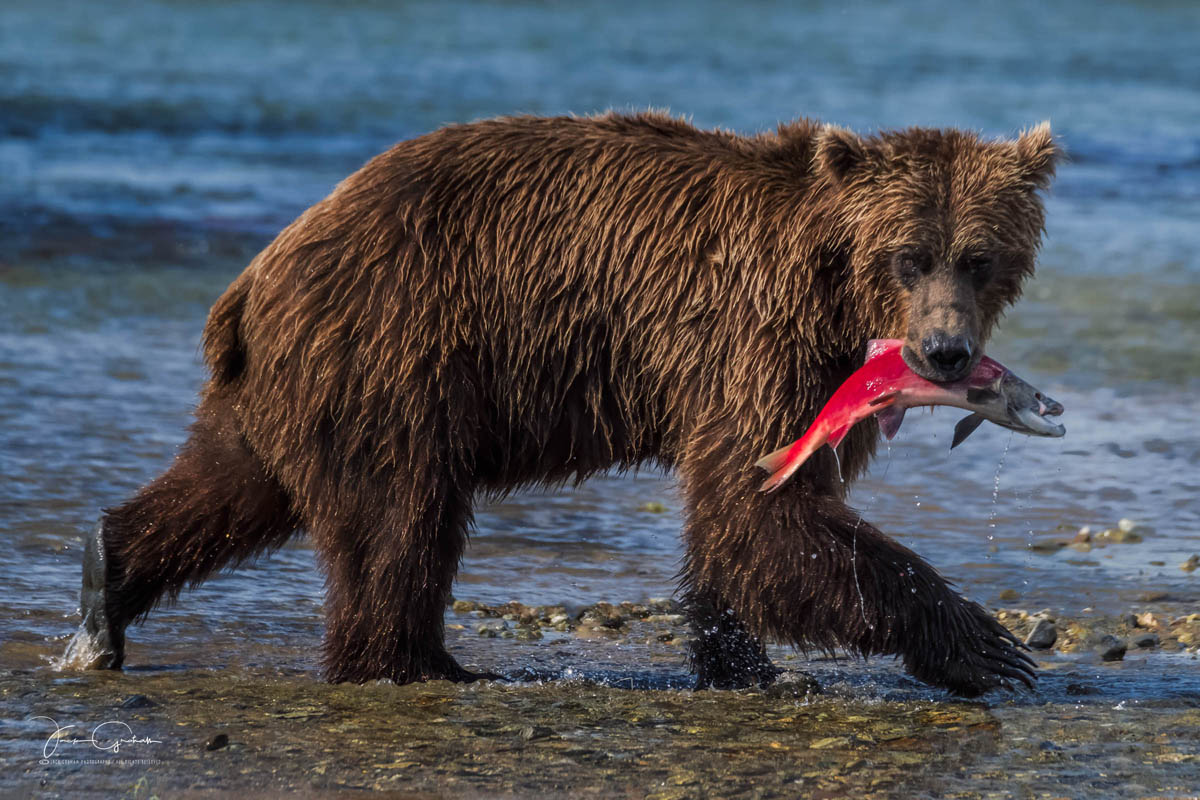 alaskan grizzly bear carrying salmon