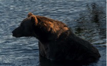 grizzly bear in alaska