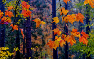fall colors in upper michigan