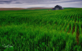Palouse2019-green fields-barn