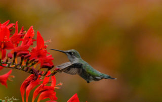 Hummingbird - Made with FUJIFIM X-T30 and their 100-400mm, with 2X converter.