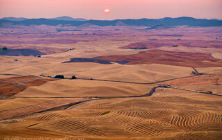 Wheat fields in Palouse during harvest