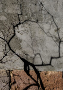 The shadow of a tree on a concrete wall