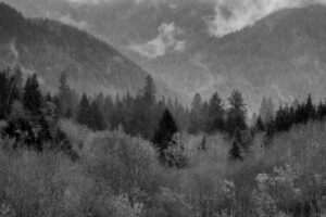 Pacific Northwest forest in black and white