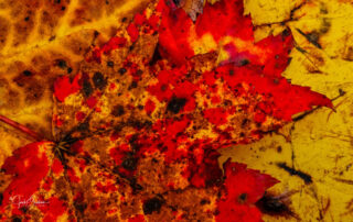 A close up image of Fall leaves on the ground