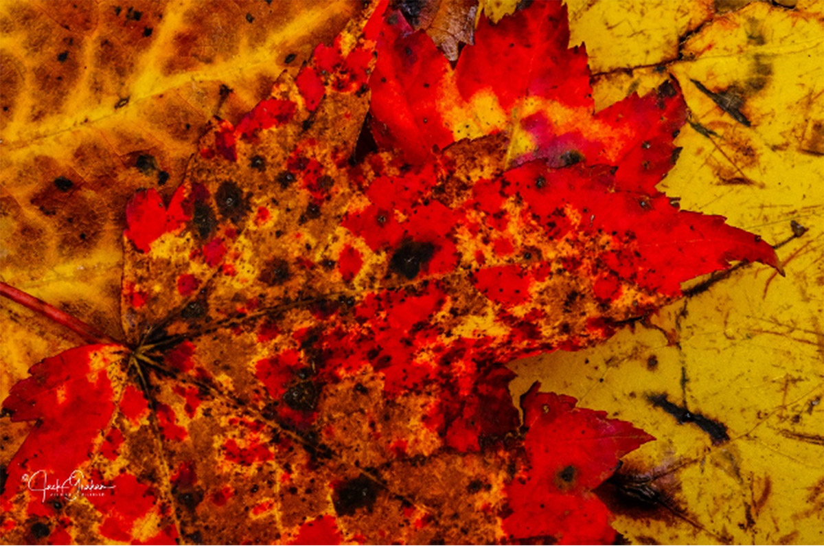 A close up image of Fall leaves on the ground