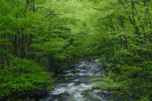 Green forest with river in great smoky mountain national park