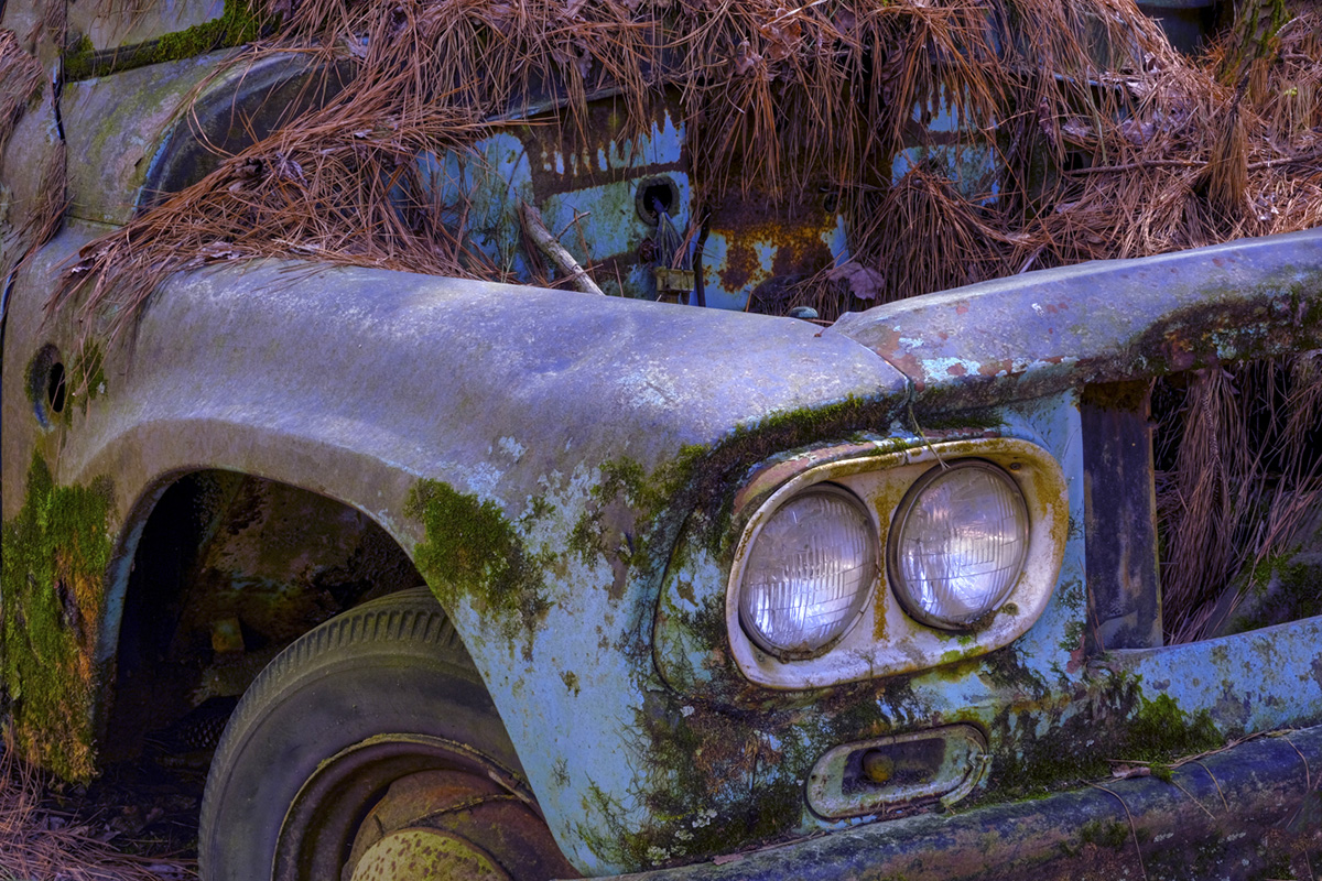 Rusted truck covered in pine needles in old car city