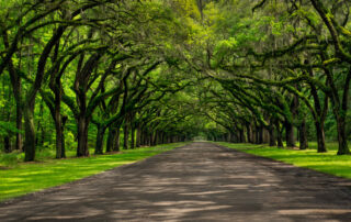 Arched trees over a road in Savannah Georgia