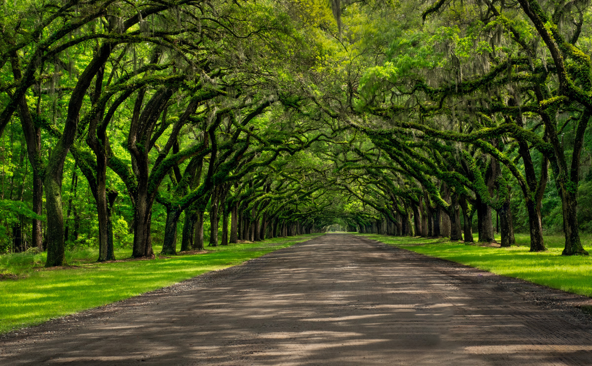 Arched trees over a road in Savannah Georgia