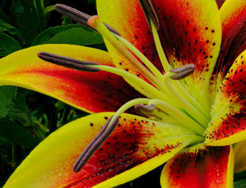 FOCUS STACKING to ATTAIN DEPTH of FIELD with the FUJIFILM X-T5