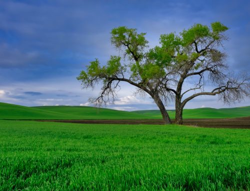 The Old Oak Tree