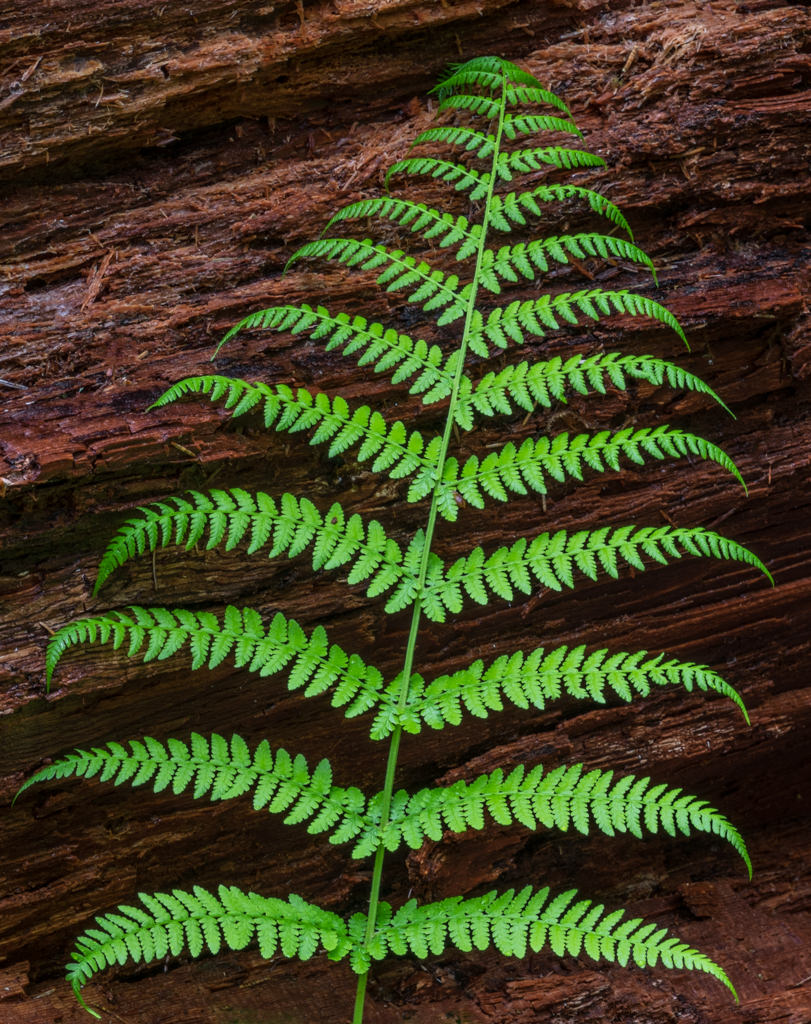 green fern in olympic national park